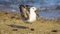 Yellow-Legged Gull Breeding Deploying Wings Royalty Free Stock Photo