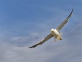 Yellow-legged Gull in flight