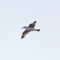 Yellow legged gull in flight Royalty Free Stock Photo