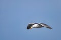 yellow-legged gull flying with blue sky background Royalty Free Stock Photo