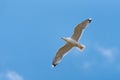 Yellow-legged gull flying Larus michaellis Royalty Free Stock Photo