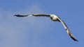 Yellow-legged Gull Flying