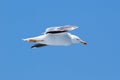 Yellow-legged gull flying view from the side Royalty Free Stock Photo