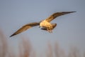 Yellow-legged gull flying Royalty Free Stock Photo