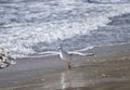 Yellow-legged gull, Galicia, Spain