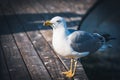 Yellow-legged gull on a harbor