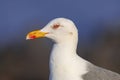 yellow-legged gull head portrait
