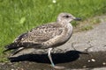 Yellow legged-gull / Larus cachinnans Royalty Free Stock Photo