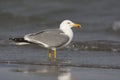 Yellow-legged gull, Larus cachinnans Royalty Free Stock Photo