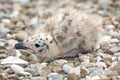 Yellow-legged Gull (Larus michahellis)