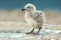 Yellow-legged Gull (Larus michahellis)