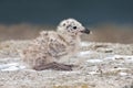 Yellow-legged Gull (Larus michahellis) Royalty Free Stock Photo