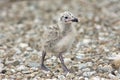 Yellow-legged Gull (Larus michahellis) Royalty Free Stock Photo