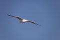 Yellow-legged Gull Larus Michahellis