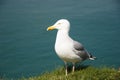 Yellow-legged Gull (Larus michahellis) Royalty Free Stock Photo