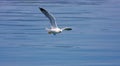 Yellow-legged Gull (Larus michahellis) Royalty Free Stock Photo