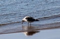 Yellow legged gull, Larus michahellis, beach Royalty Free Stock Photo