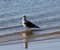 Yellow legged gull, Larus michahellis, beach Royalty Free Stock Photo