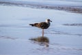 Yellow legged gull, Larus michahellis, beach Royalty Free Stock Photo