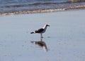 Yellow legged gull, Larus michahellis, beach Royalty Free Stock Photo