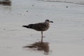 Yellow legged gull, Larus michahellis, beach Royalty Free Stock Photo