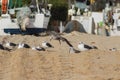 Yellow legged gull, Larus michahellis, beach Royalty Free Stock Photo