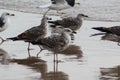 Yellow legged gull, Larus michahellis, beach Royalty Free Stock Photo