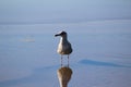 Yellow legged gull, Larus michahellis, beach Royalty Free Stock Photo