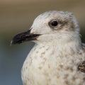 Yellow-legged Gull Larus michahellis Costa Ballena Cadiz