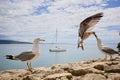 The yellow-legged gull (Larus michahellis) while feeding chick on the historical wall Royalty Free Stock Photo