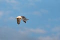 Yellow-legged Gull, Larus michahellis on flight Royalty Free Stock Photo