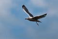 Yellow-legged Gull, Larus michahellis on flight Royalty Free Stock Photo