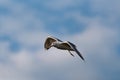 Yellow-legged Gull, Larus michahellis on flight Royalty Free Stock Photo