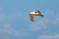 Yellow-legged Gull, Larus michahellis on flight Royalty Free Stock Photo