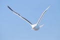 Yellow-legged gull Larus michahellis in flight Royalty Free Stock Photo