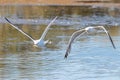 Yellow-legged gull Larus michahellis in flight Royalty Free Stock Photo