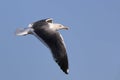 Yellow-legged gull Larus michahellis in flight Royalty Free Stock Photo