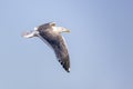 Yellow-legged gull Larus michahellis in flight Royalty Free Stock Photo