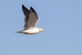 Yellow-legged gull Larus michahellis in flight Royalty Free Stock Photo