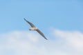 Yellow-legged gull Larus michahellis in flight with blue sky Royalty Free Stock Photo