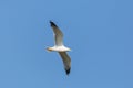 yellow-legged gull (larus michahellis) in flight in blue sky Royalty Free Stock Photo