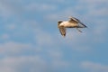 Yellow-legged Gull, Larus michahellis on flight Royalty Free Stock Photo