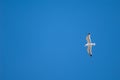 Yellow legged gull Larus michahellis in flight. Royalty Free Stock Photo