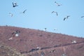 Yellow legged gull Larus michahellis in flight. Royalty Free Stock Photo