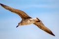Yellow-legged gull Larus michahellis flying in the blue sky over the sea Royalty Free Stock Photo