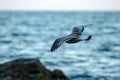 Yellow-legged gull Larus michahellis flying in the blue sky over the sea