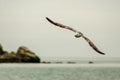 Yellow-legged gull Larus michahellis flying over the sea Royalty Free Stock Photo