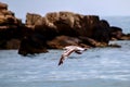 Yellow-legged gull Larus michahellis flying over the sea Royalty Free Stock Photo