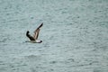 Yellow-legged gull Larus michahellis flying over the sea Royalty Free Stock Photo