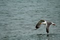 Yellow-legged gull Larus michahellis flying over the sea